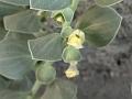 Glaucous Dog-Flower